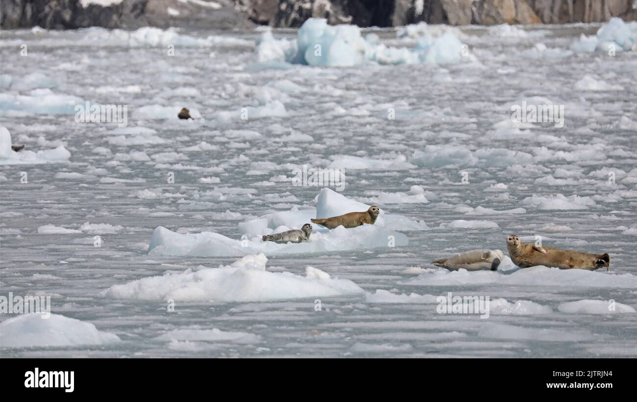Foche del porto che riposano su ghiaccio, Alaska Foto Stock