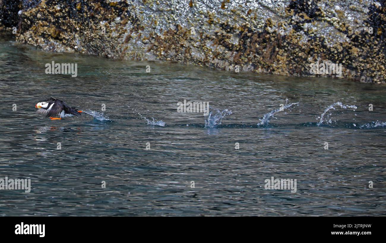 Puffin cornuto che decolla dall'acqua, Alaska Foto Stock