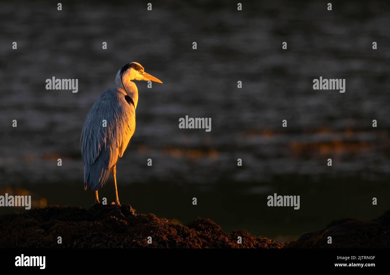 Un airone grigio (Ardea cinerea) è immobile alla luce del sole d'oro sul bordo di un lago di mare sull'Isola di Mull, Scozia Foto Stock