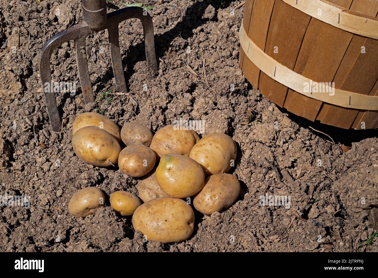 Patate appena scavate in un giardino sul retro. Sono ricchi di antiossidanti e sono legati a livelli di colesterolo più sani Foto Stock