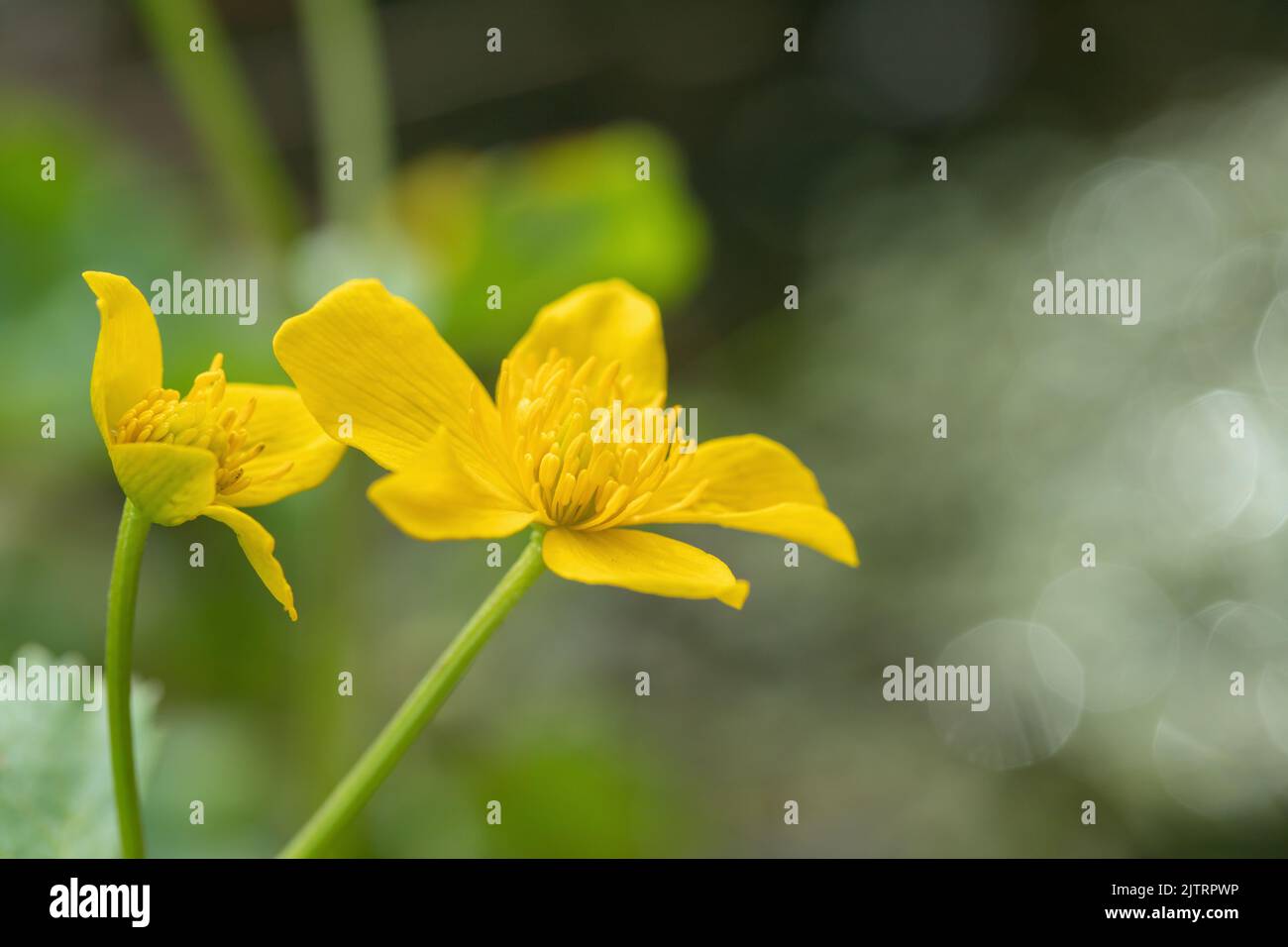 Fiori di palude-palude gialla (Caltha palustris). Foto Stock