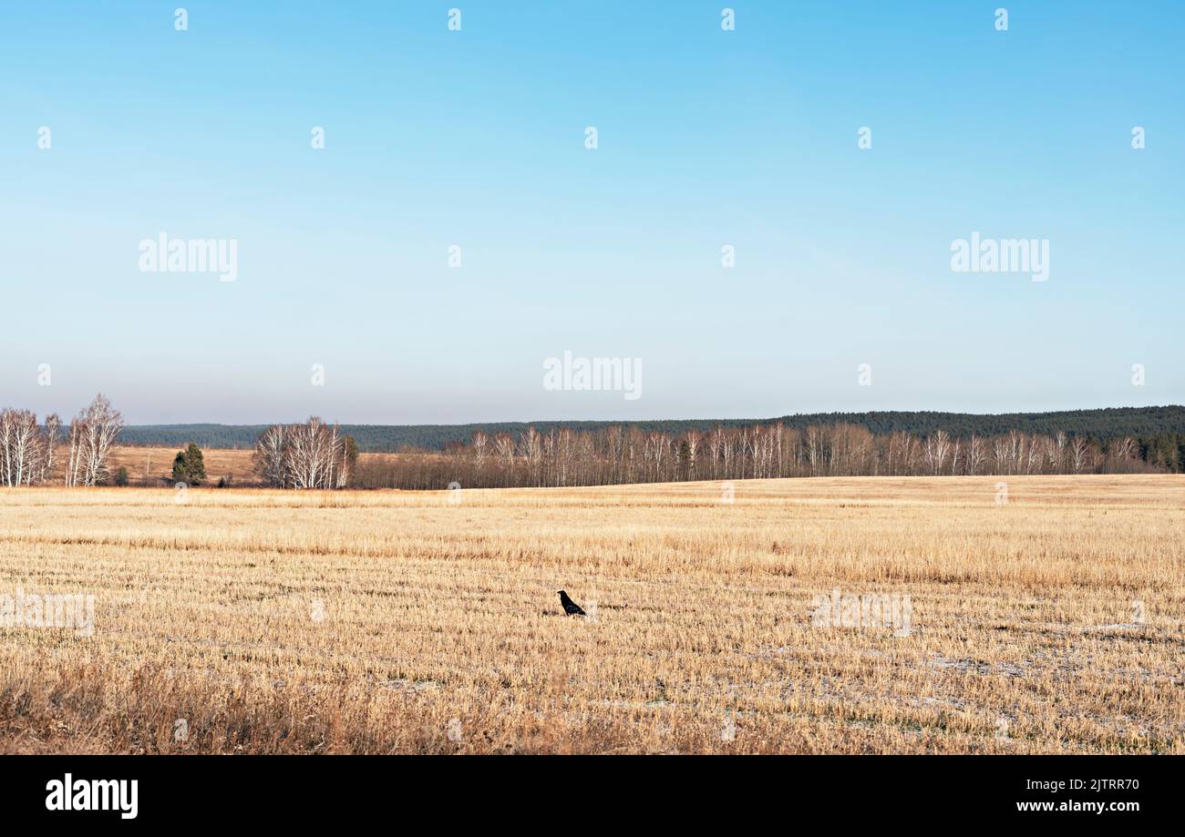 Corvo nero seduto su un campo di grano secco in autunno sullo sfondo di una foresta e cielo blu copia spazio paesaggio uccello corvus corax corvo comune o. Foto Stock