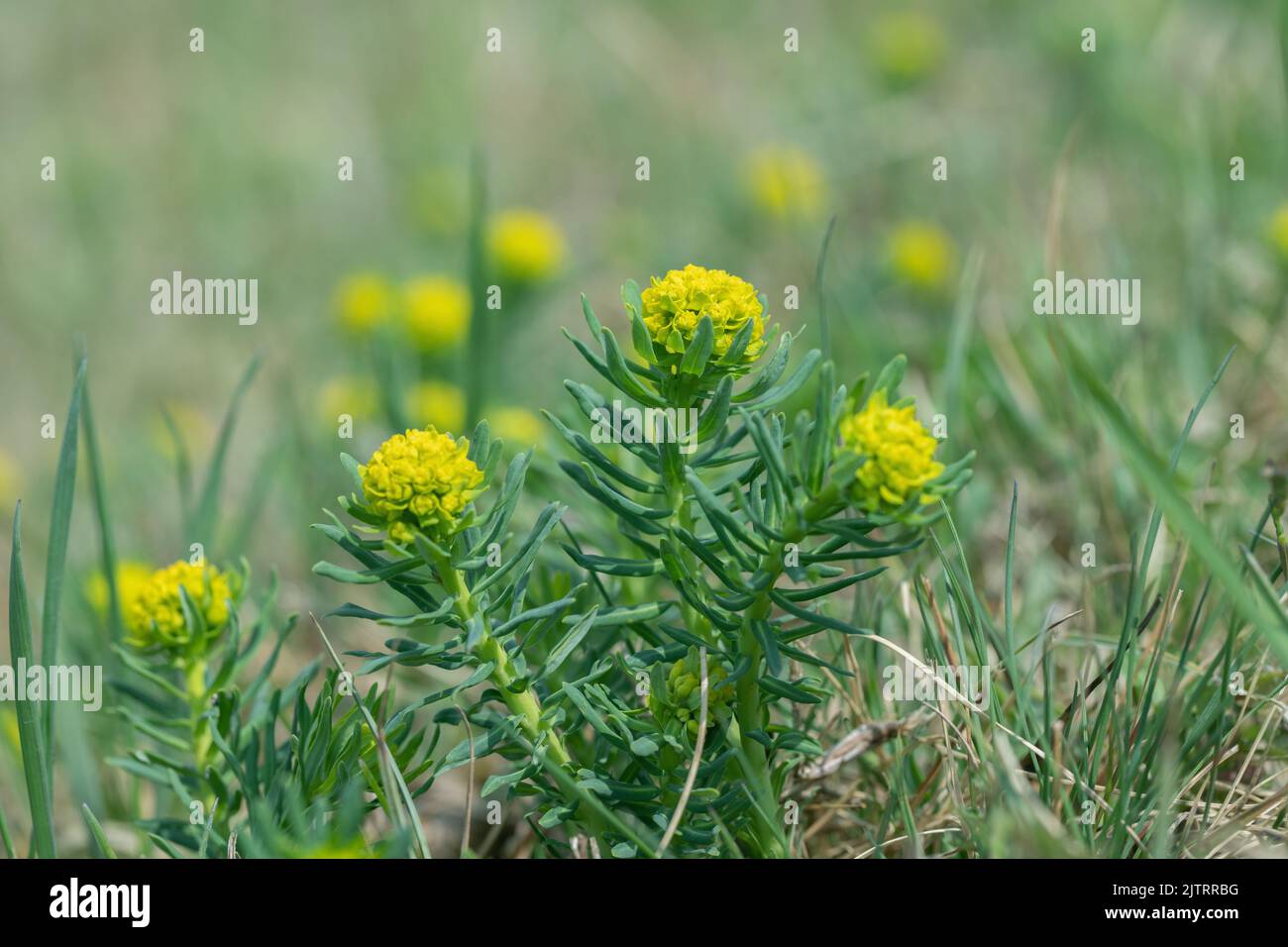 Infiorescenza dello spurge di cipresso (Euphorbia ciparissias). Foto Stock