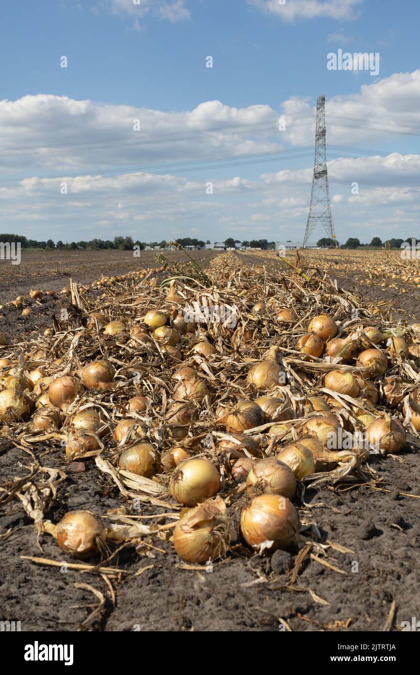 La raccolta di cipolle sul terreno agricolo, pronte per il consumo, la trasformazione come materia secca o per l'esportazione. Foto Stock