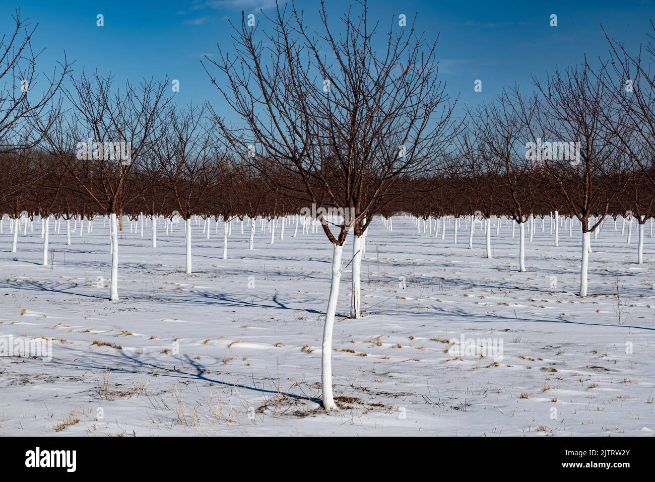 I ciliegi dominano un frutteto coperto di neve, Ellison Bay, Door County, Wisconsin Foto Stock