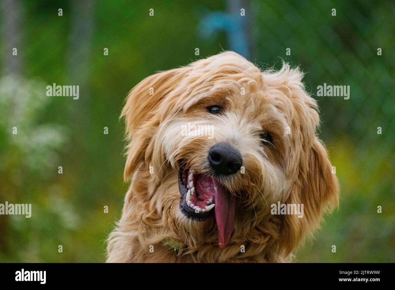 Walter è stato in piedi per l'adozione al Animatch Dog Adoption Services in Quebec. Foto Stock