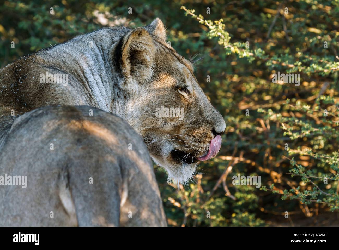 Ritratto di leonessa africana con lingua nel parco transfrontier di Kgalagadi, Sudafrica; famiglia felidae panthera leo di specie Foto Stock