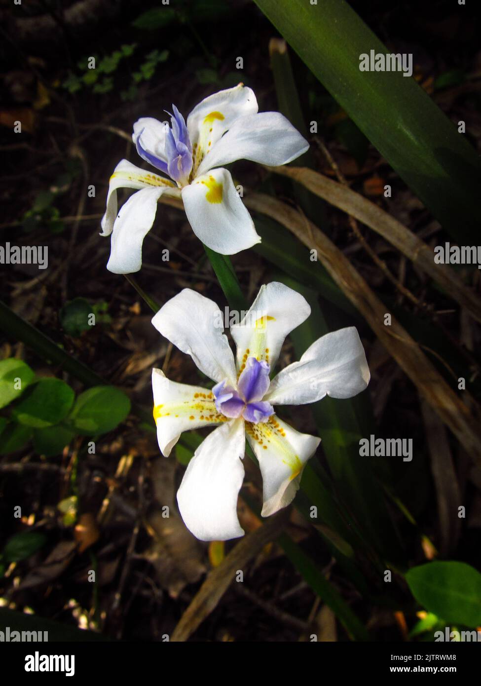 Splendidi fiori bianchi del legno africano Iris, Dietes Iridiodes, che crescono selvaggi nella foresta di Tsitsikamma. Foto Stock