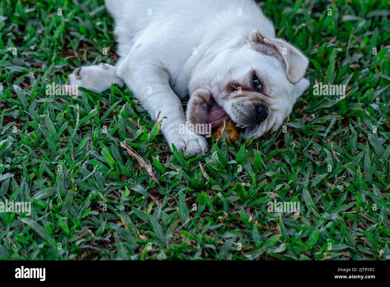 Cane di razza Pug bianco che giace sull'erba. Foto Stock