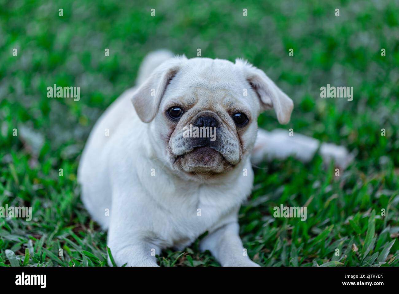 Cane di razza Pug bianco che giace sull'erba. Foto Stock