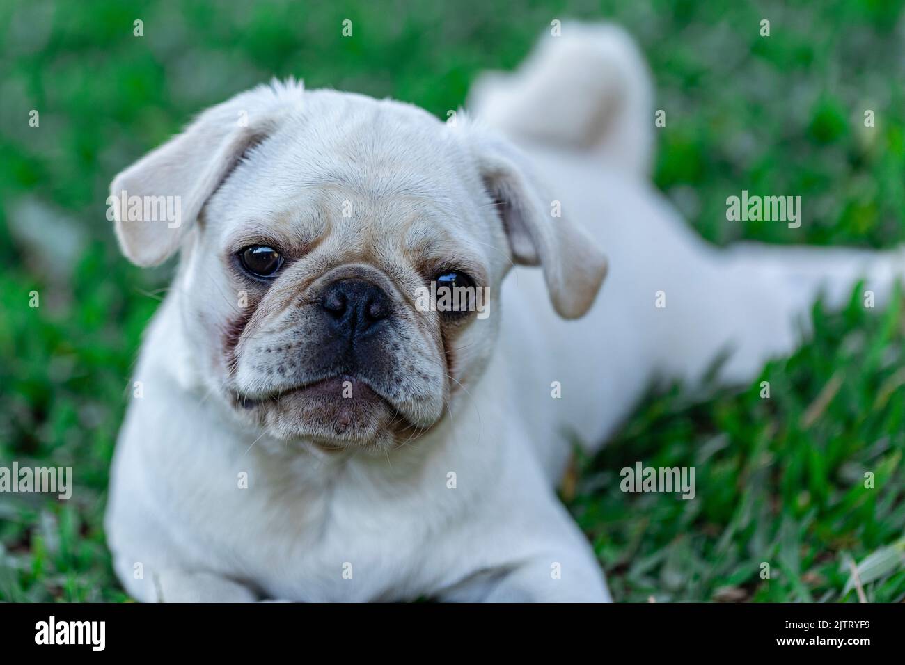 Cane di razza Pug bianco che giace sull'erba. Foto Stock