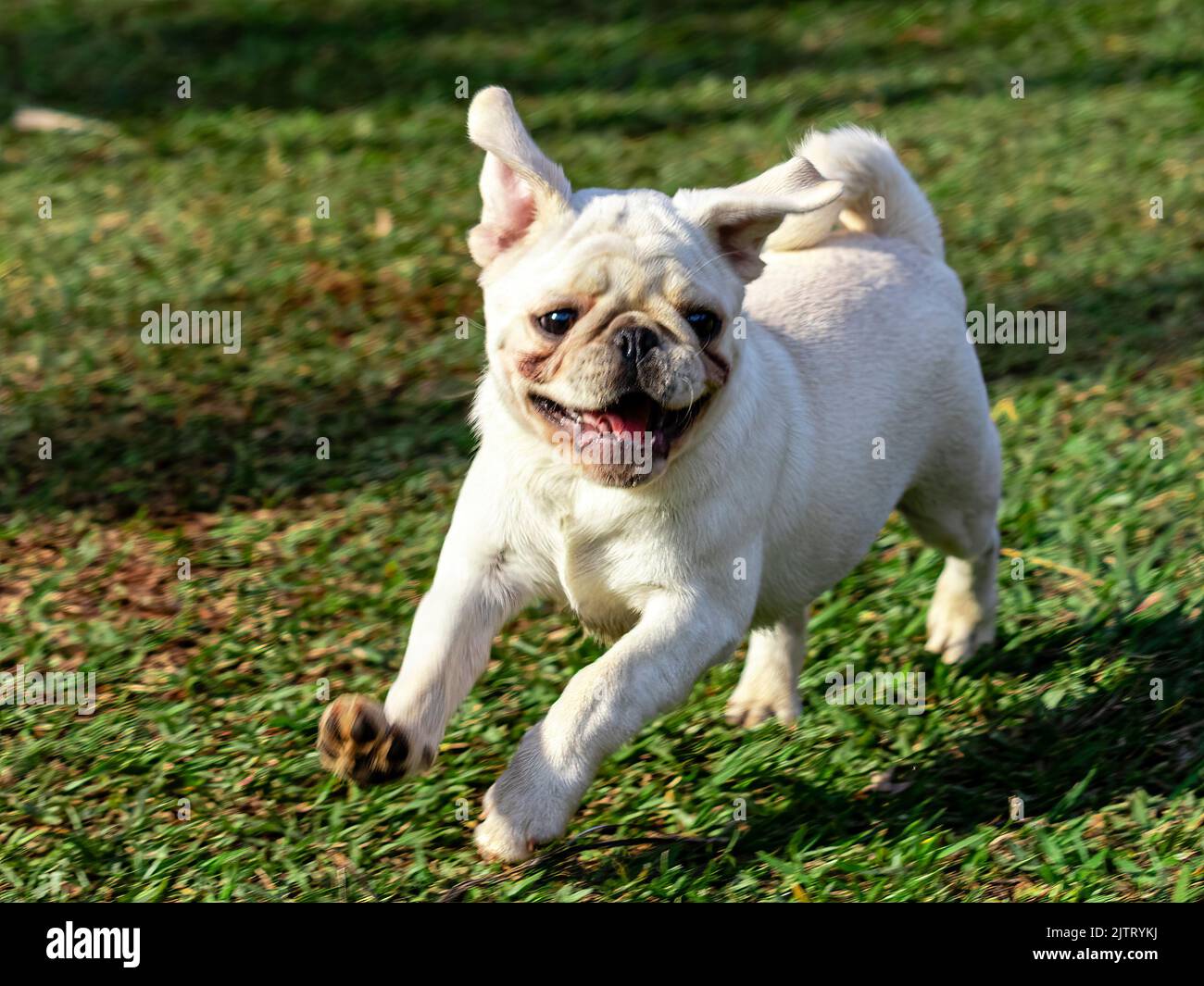 Cane PUG che cammina attraverso l'erba. Foto Stock