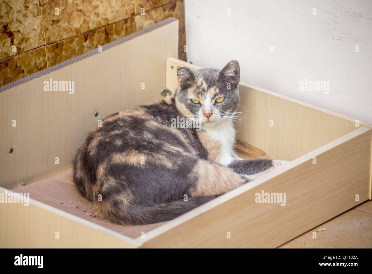 gatto tabby all'interno di un cassetto armadio. Foto Stock