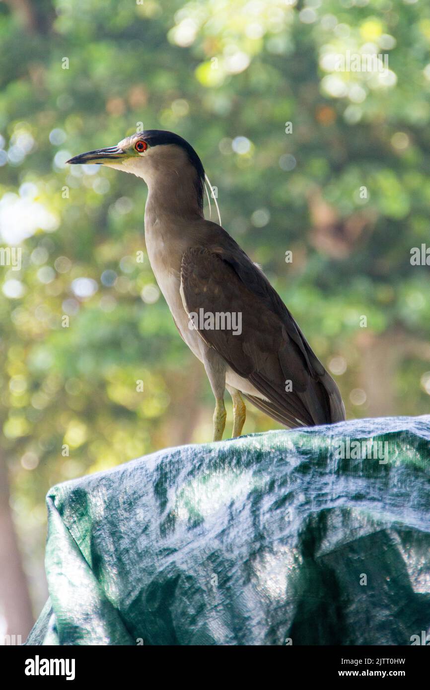 airone nero coronato a rio de janeiro. Foto Stock