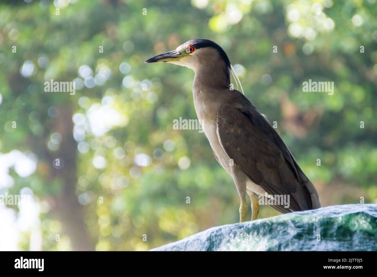 airone nero coronato a rio de janeiro. Foto Stock