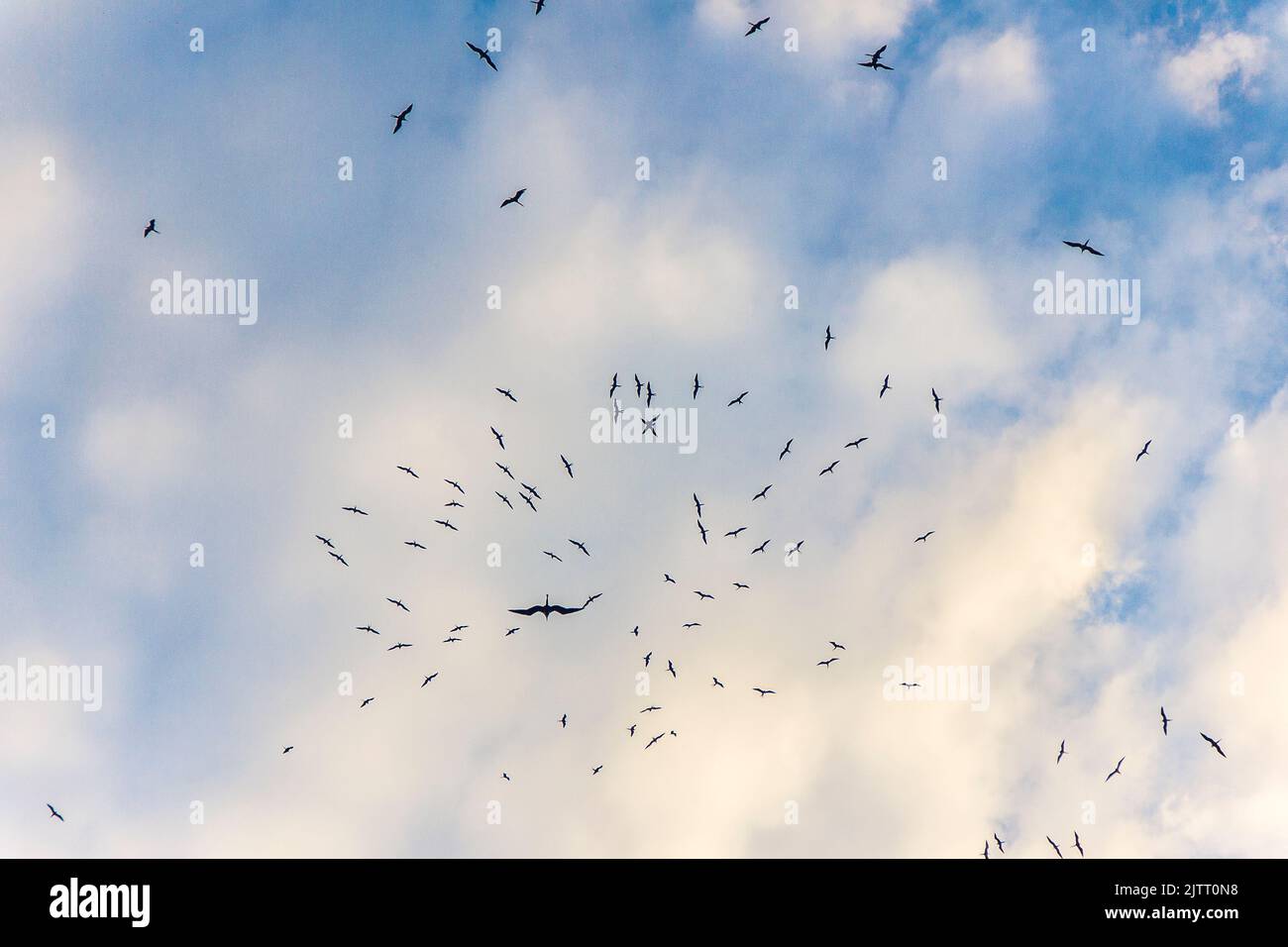Gregge di gabbiani con un cielo blu con nuvole a Rio de Janeiro, Brasile. Foto Stock