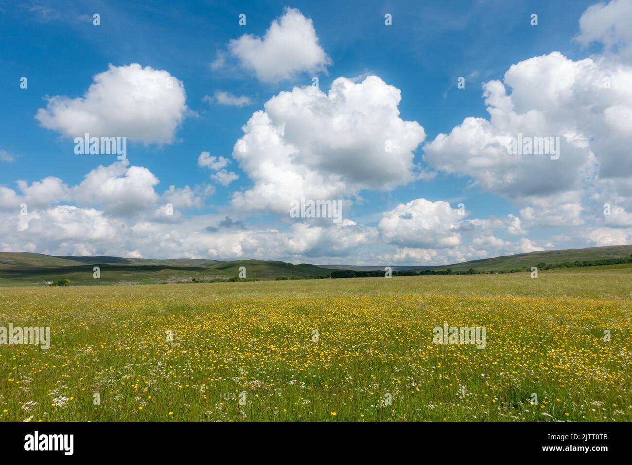 Buttercup prati di fiori selvatici su Malham Moor in estate, Yorkshire Dales National Park, Regno Unito paesaggi Foto Stock
