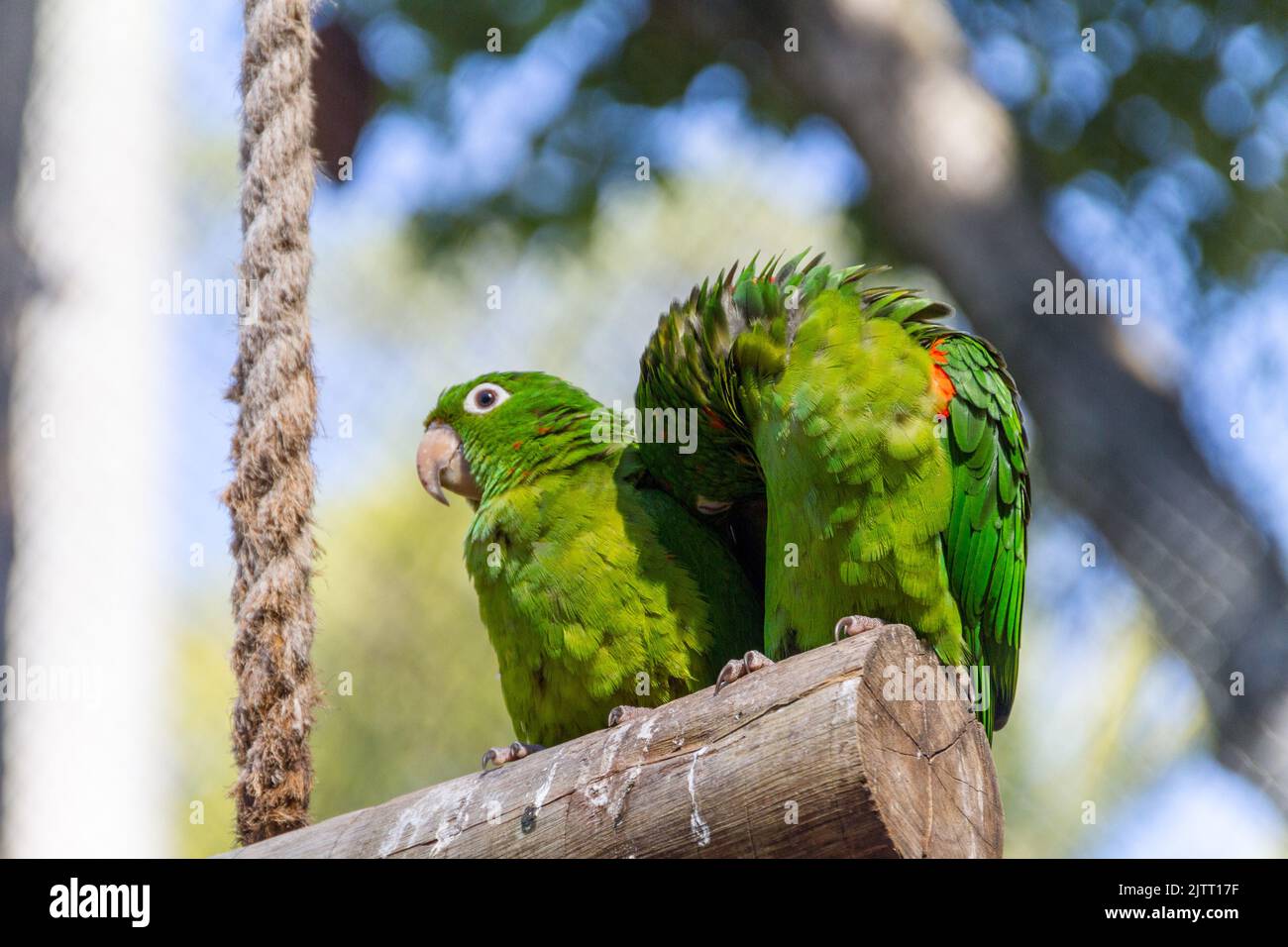 Pappagallo all'aperto in un parco a Rio de Janeiro. Foto Stock