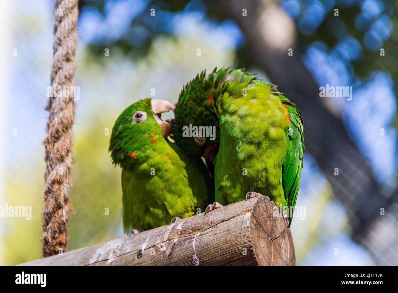 Pappagallo all'aperto in un parco a Rio de Janeiro. Foto Stock