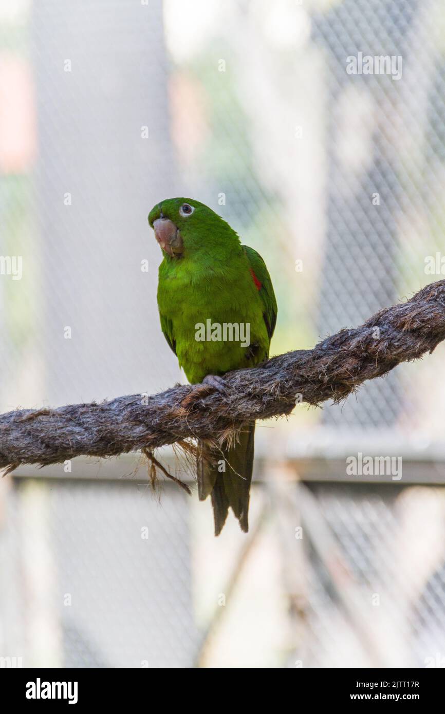 Pappagallo all'aperto in un parco a Rio de Janeiro. Foto Stock