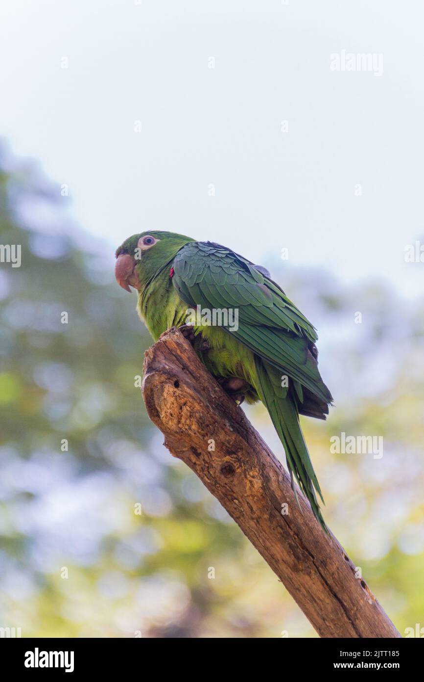 Pappagallo all'aperto in un parco a Rio de Janeiro. Foto Stock