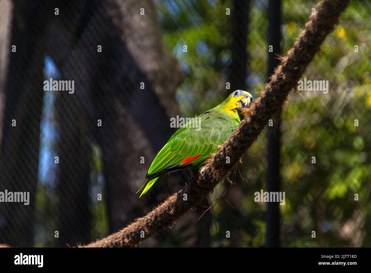 Pappagallo all'aperto in un parco a Rio de Janeiro. Foto Stock