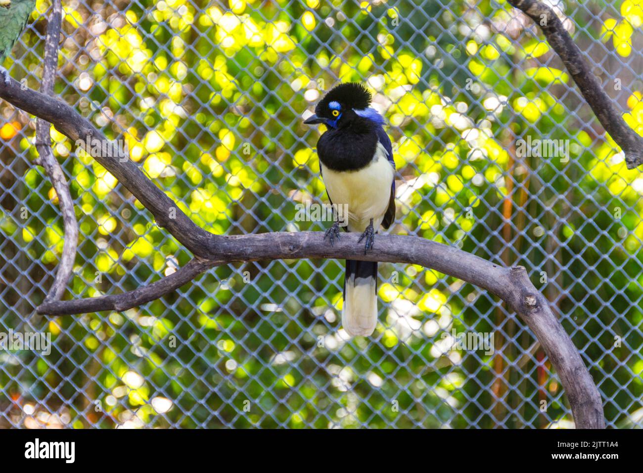 cancan rook, in piedi su un ramo all'aperto a Rio de Janeiro. Foto Stock