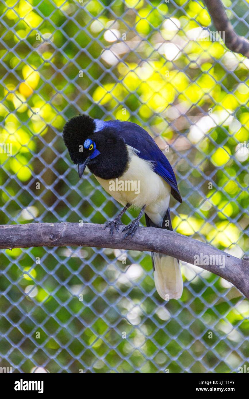 cancan rook, in piedi su un ramo all'aperto a Rio de Janeiro. Foto Stock