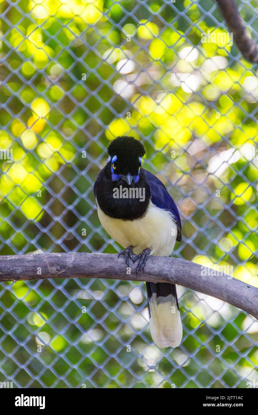 cancan rook, in piedi su un ramo all'aperto a Rio de Janeiro. Foto Stock