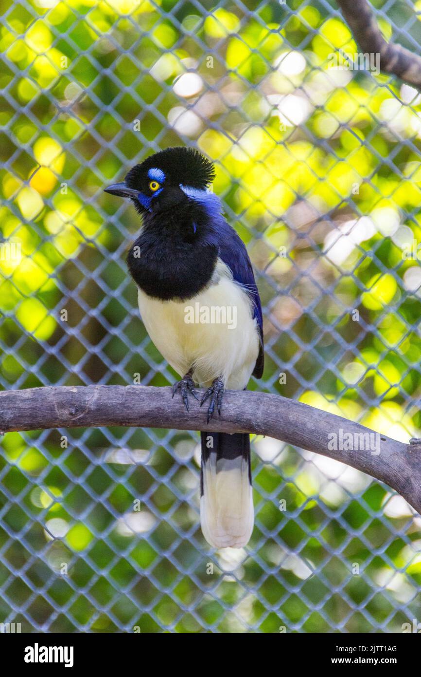 cancan rook, in piedi su un ramo all'aperto a Rio de Janeiro. Foto Stock