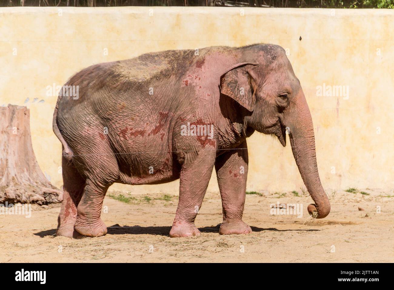 elefante all'aperto a Rio de Janeiro Brasile. Foto Stock