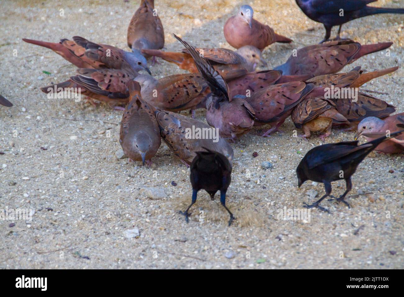 Gruppo di uccelli conosciuto come la tortora a Rio de Janeiro. Foto Stock