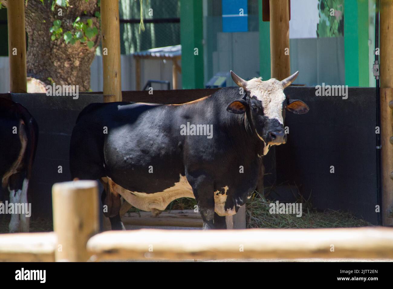 bue nel fienile nel corral. Foto Stock