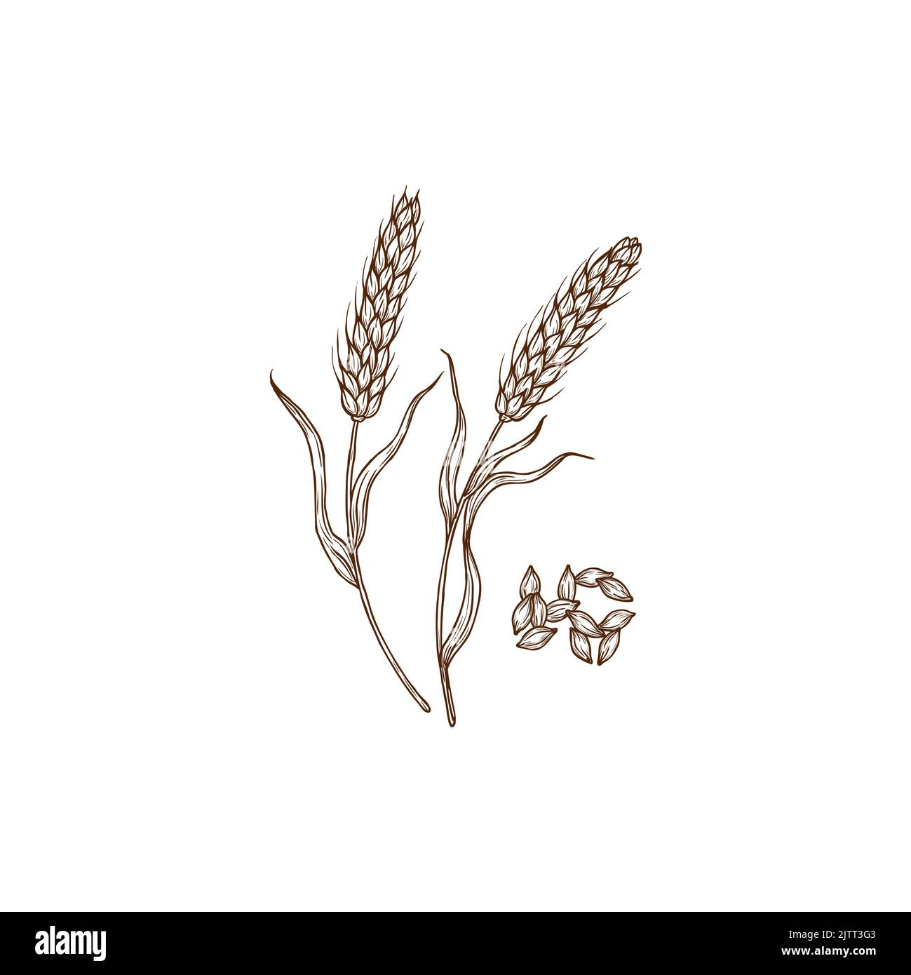 Orzo Hordeum vulgare cereale pianta e punte isolato monocromo icona. Punte senza glutine vettore superfood, ingrediente di porridge. Campo di grano p Illustrazione Vettoriale