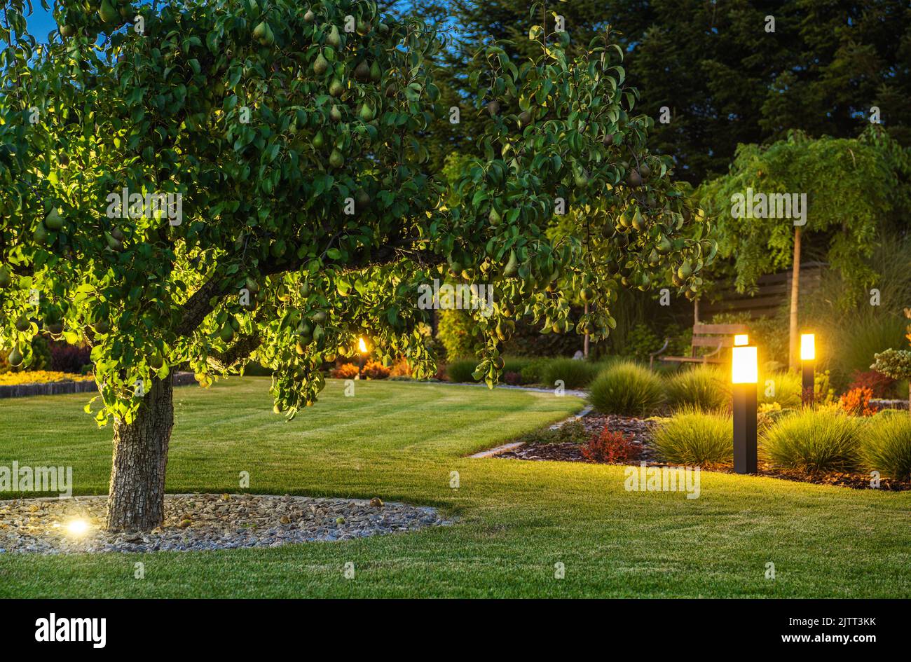 Grande albero di pera che cresce nel mezzo del giardino professionalmente paesaggistico del cortile. Prato rasato uniformemente con piante bene-tenute intorno. Orario serale. Foto Stock