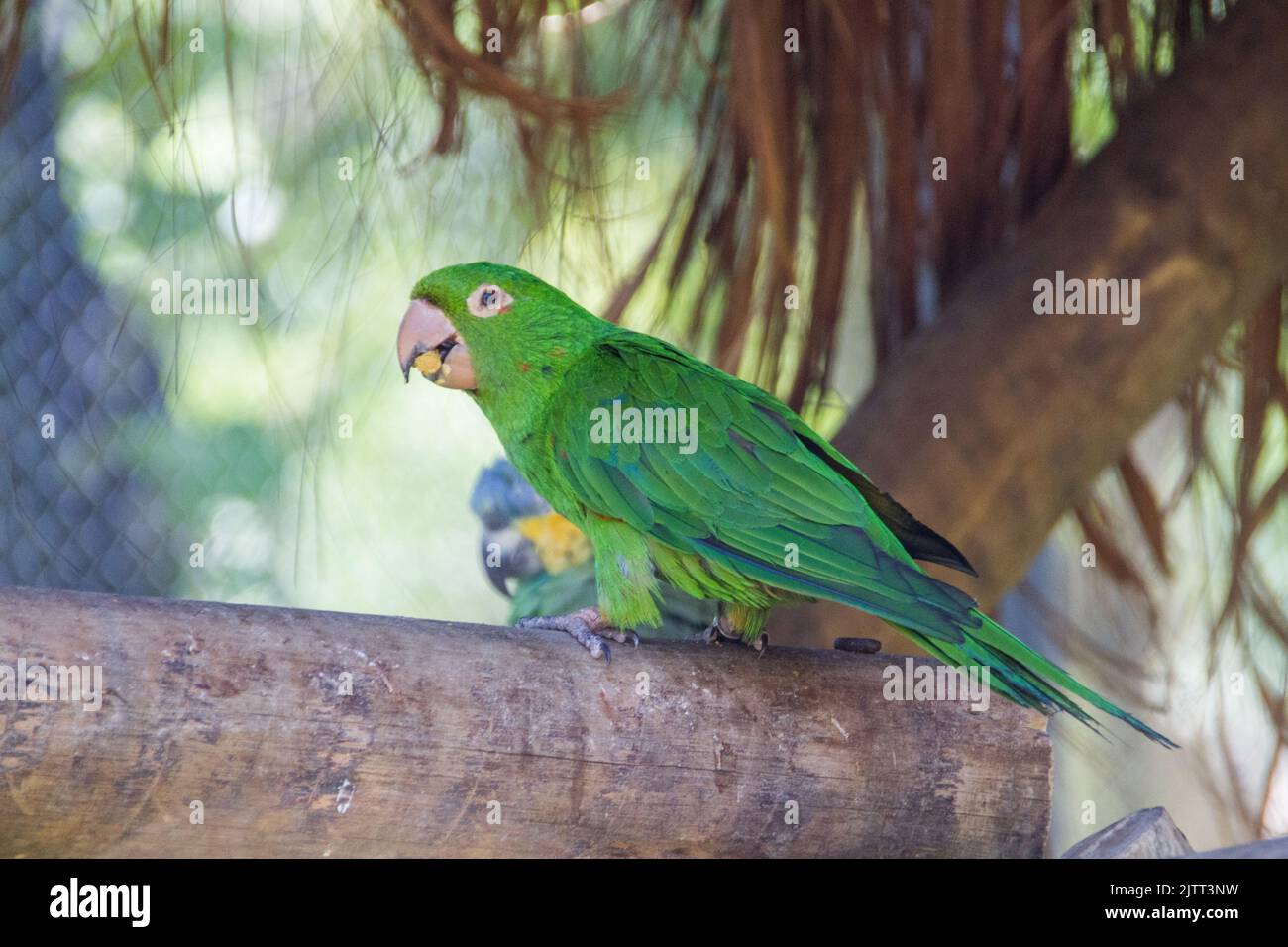 Pappagallo all'aperto in un parco a Rio de Janeiro, Brasile. Foto Stock