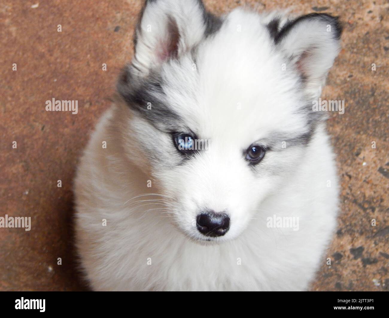 Cucciolo di Husky siberiano con eterocromatia seduta. Foto Stock
