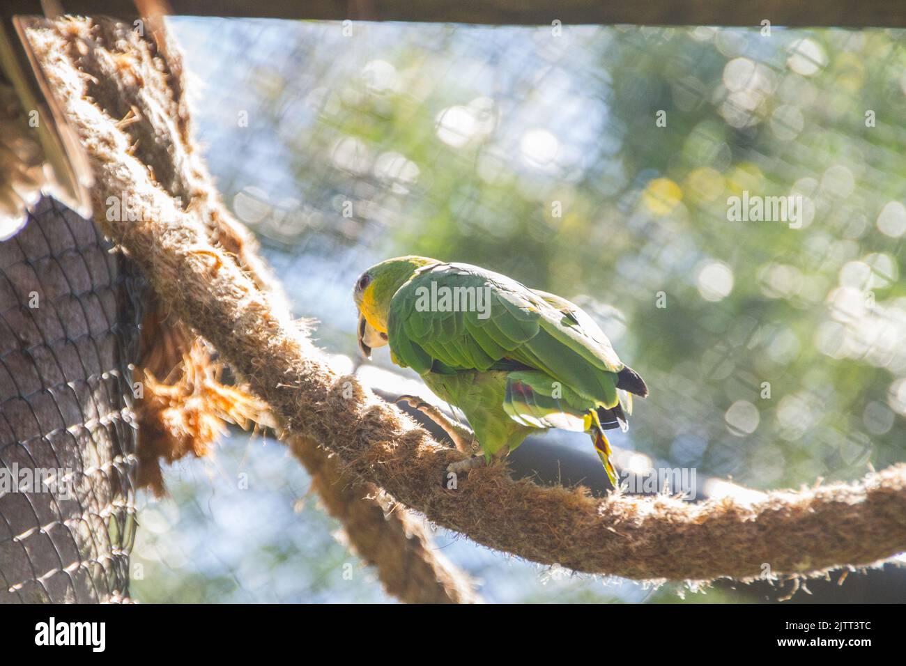 Pappagallo all'aperto in un parco a Rio de Janeiro, Brasile. Foto Stock