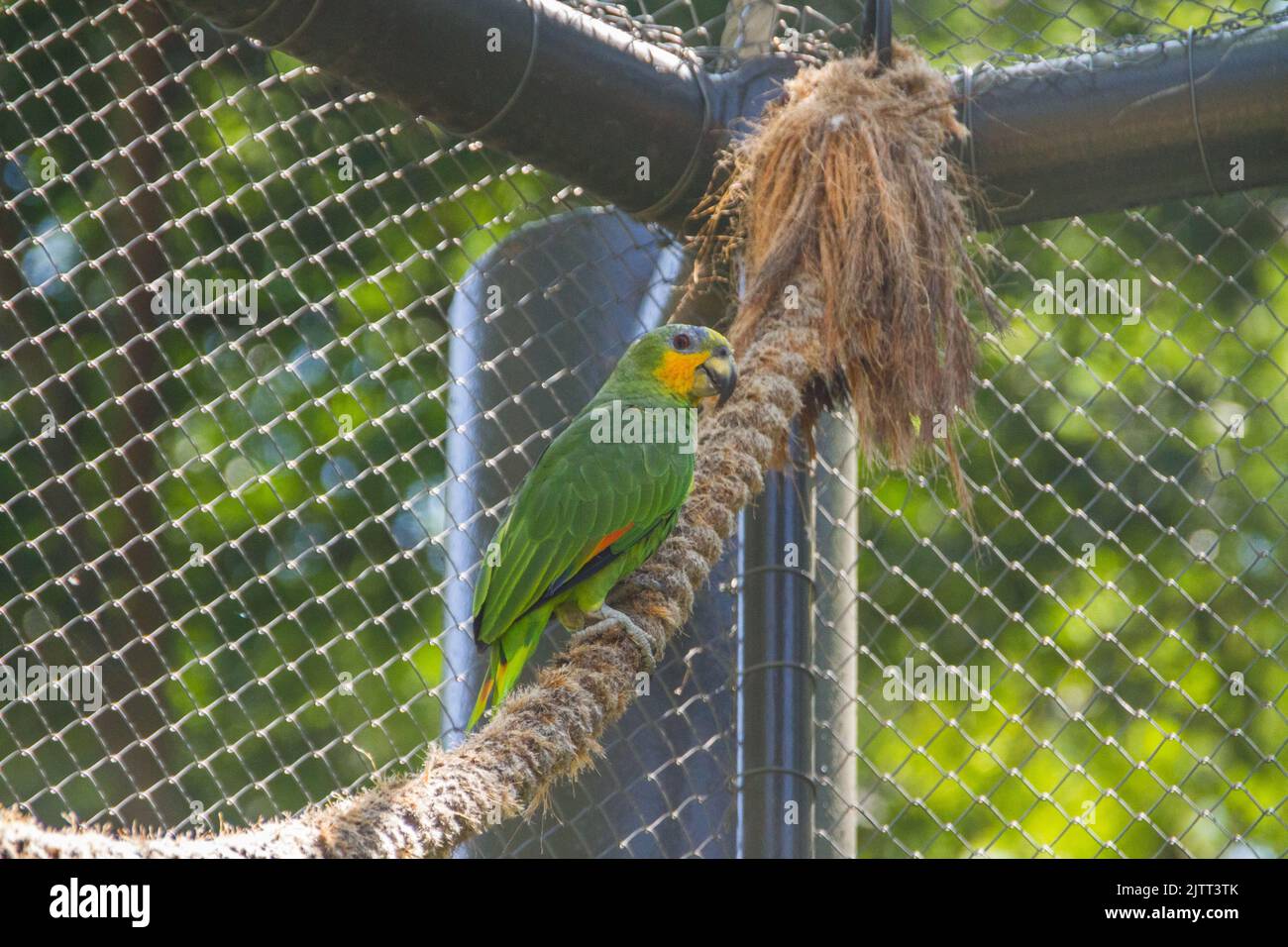 Pappagallo all'aperto in un parco a Rio de Janeiro, Brasile. Foto Stock