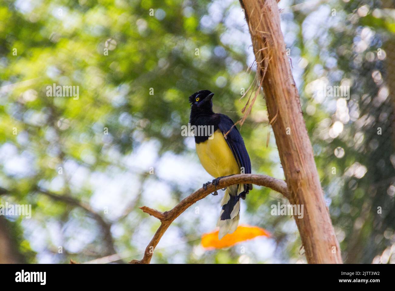 cancan rook, in piedi su un ramo all'aperto a Rio de Janeiro. Foto Stock
