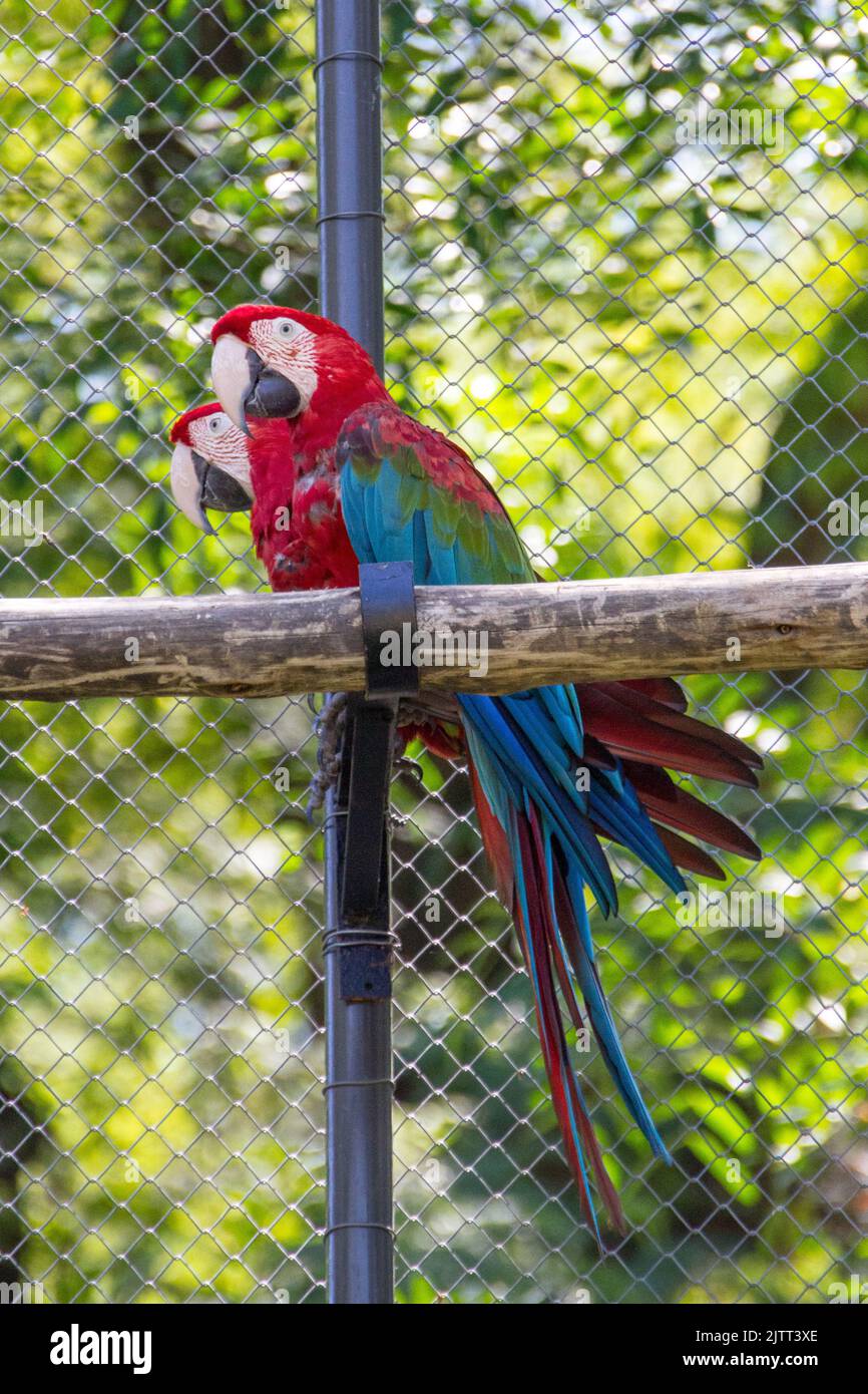 Coppia di macaw rosso su una filiale all'aperto a Rio de Janeiro. Foto Stock