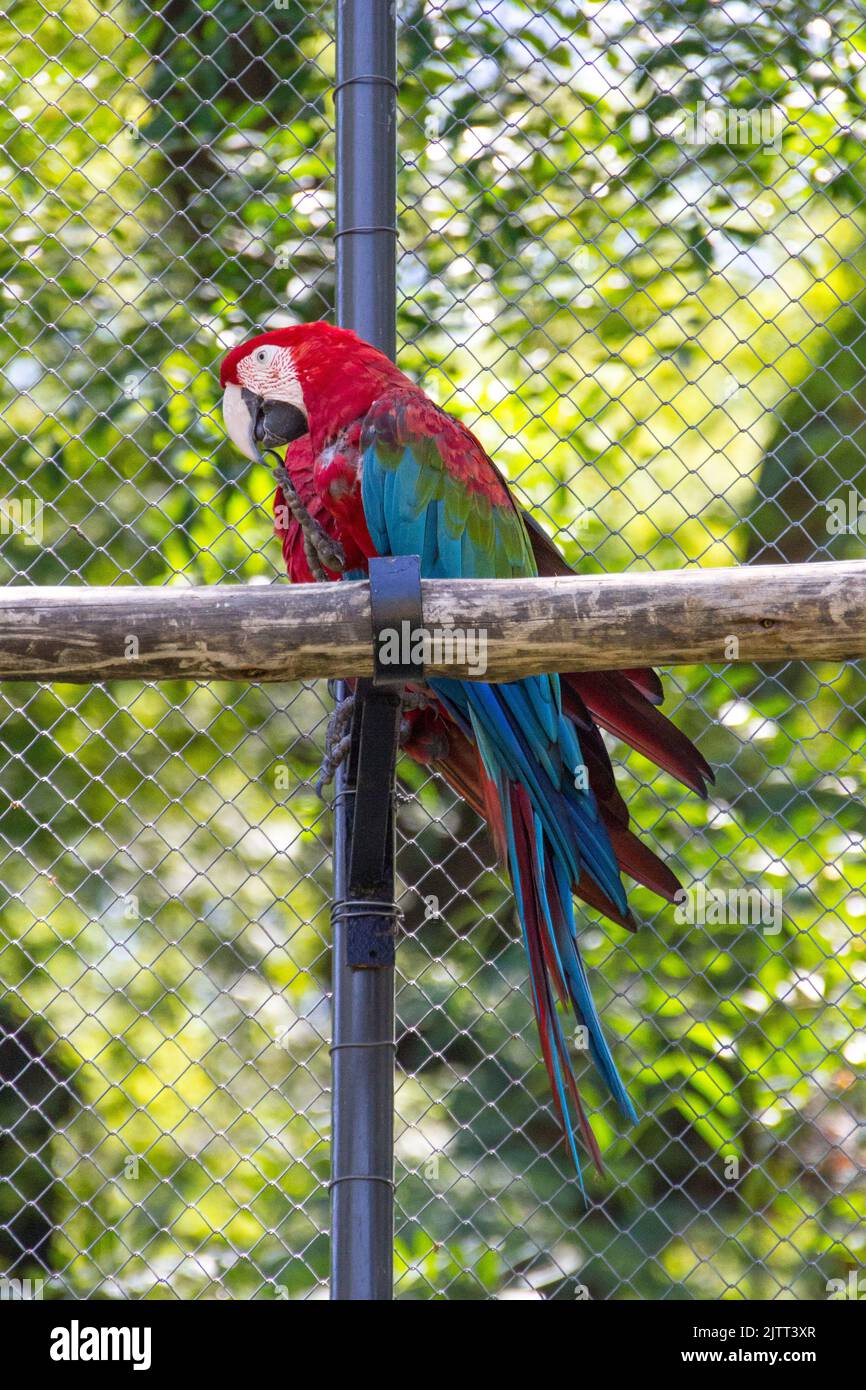 Coppia di macaw rosso su una filiale all'aperto a Rio de Janeiro. Foto Stock