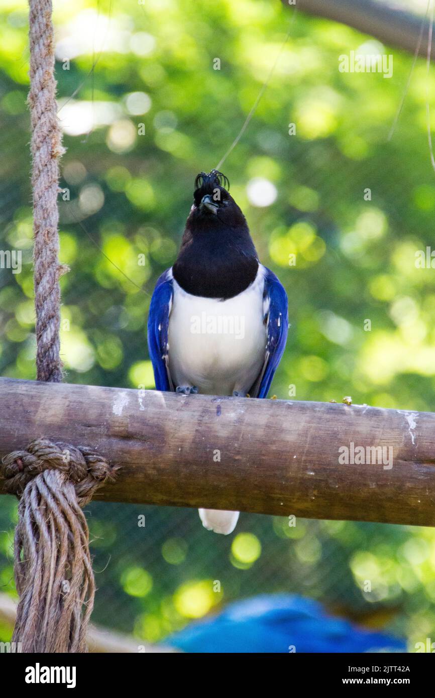 cancan rook, in piedi su un ramo all'aperto a Rio de Janeiro. Foto Stock