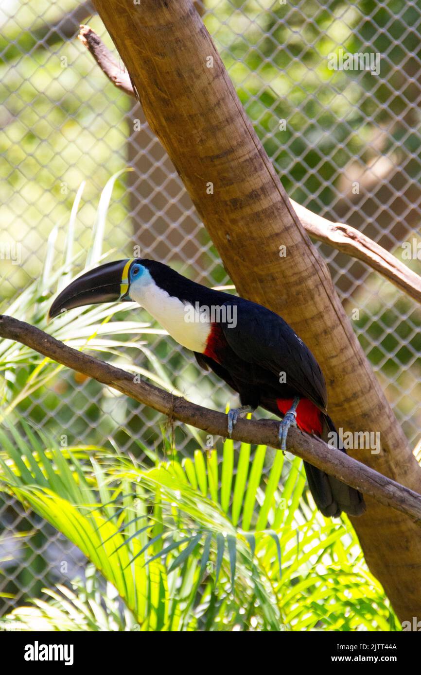 toucan con fattura nera all'aperto in un parco a rio de janeiro. Foto Stock