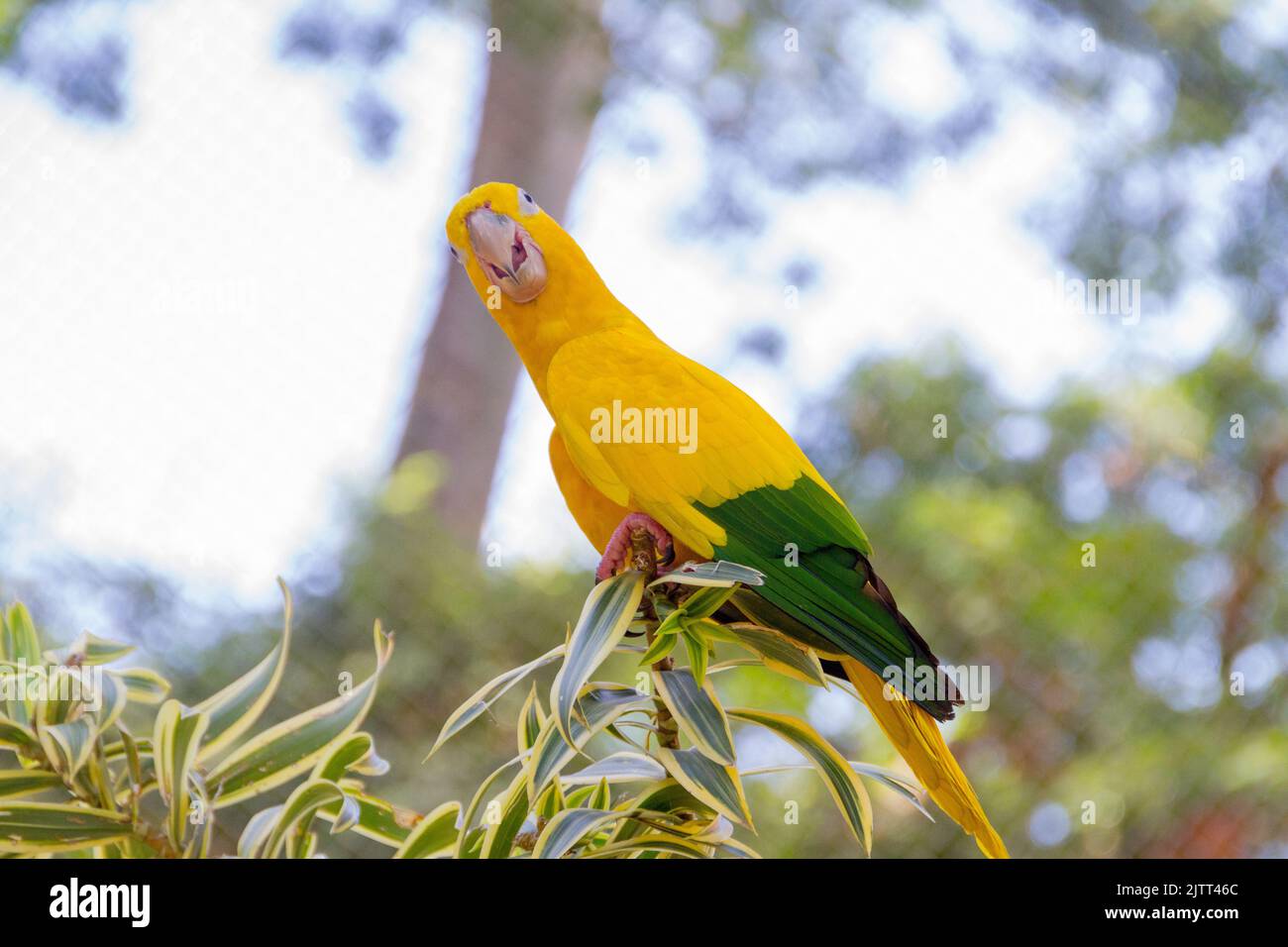Uccello giallo e verde conosciuto come ararajuba su un persico a Rio de Janeiro. Foto Stock