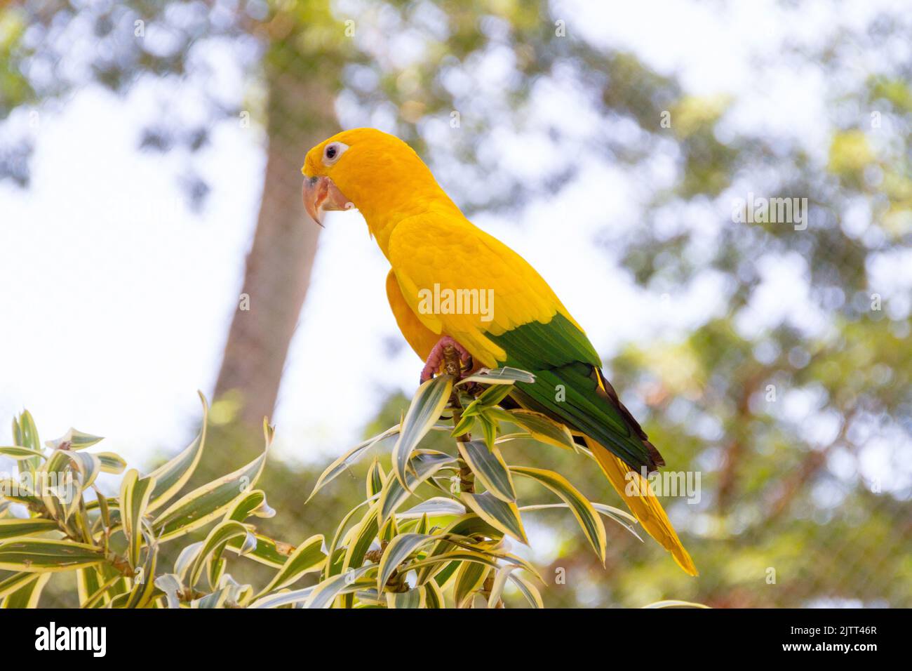 Uccello giallo e verde conosciuto come ararajuba su un persico a Rio de Janeiro. Foto Stock