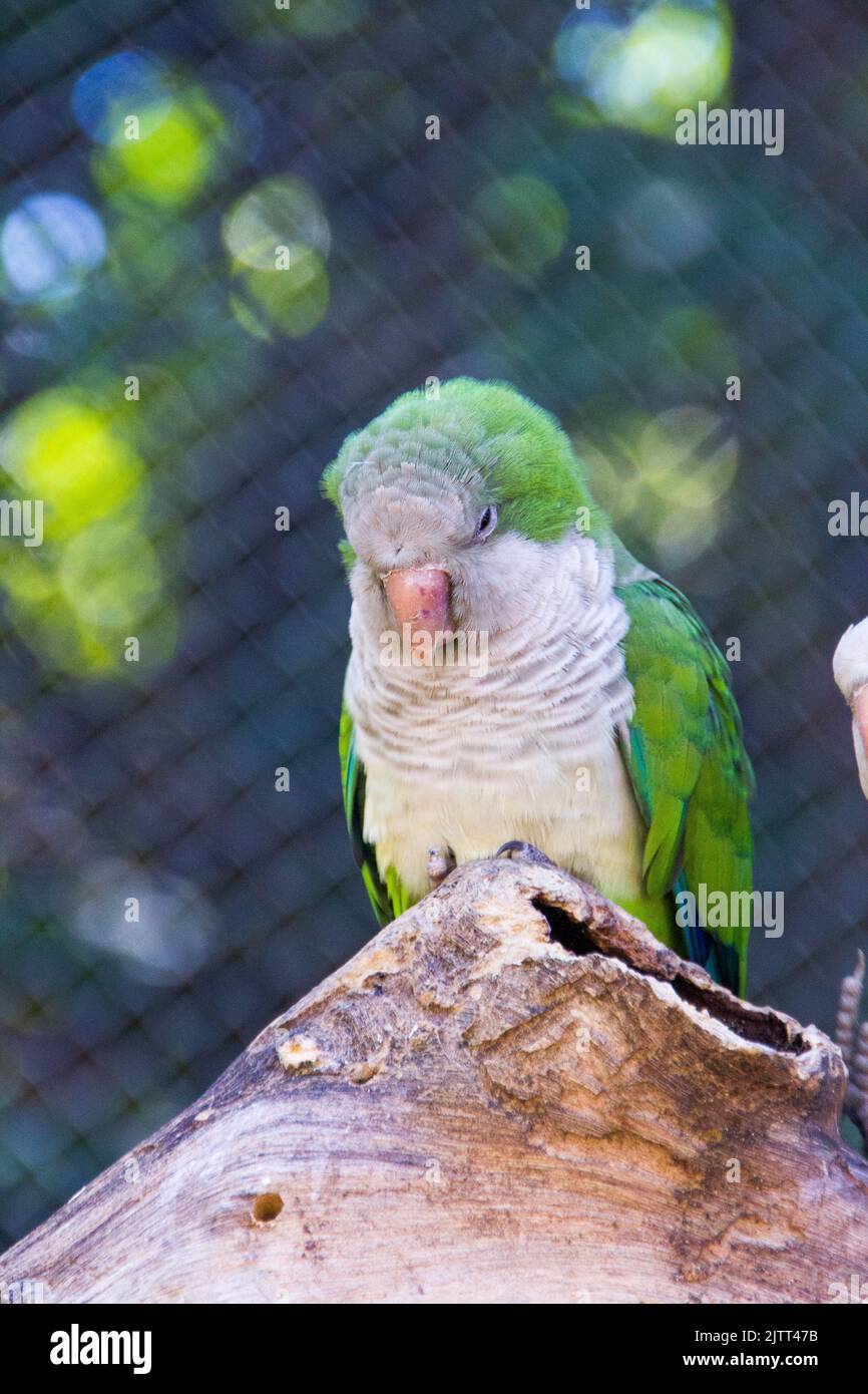 Budgie in una filiale all'aperto a Rio de Janeiro. Foto Stock