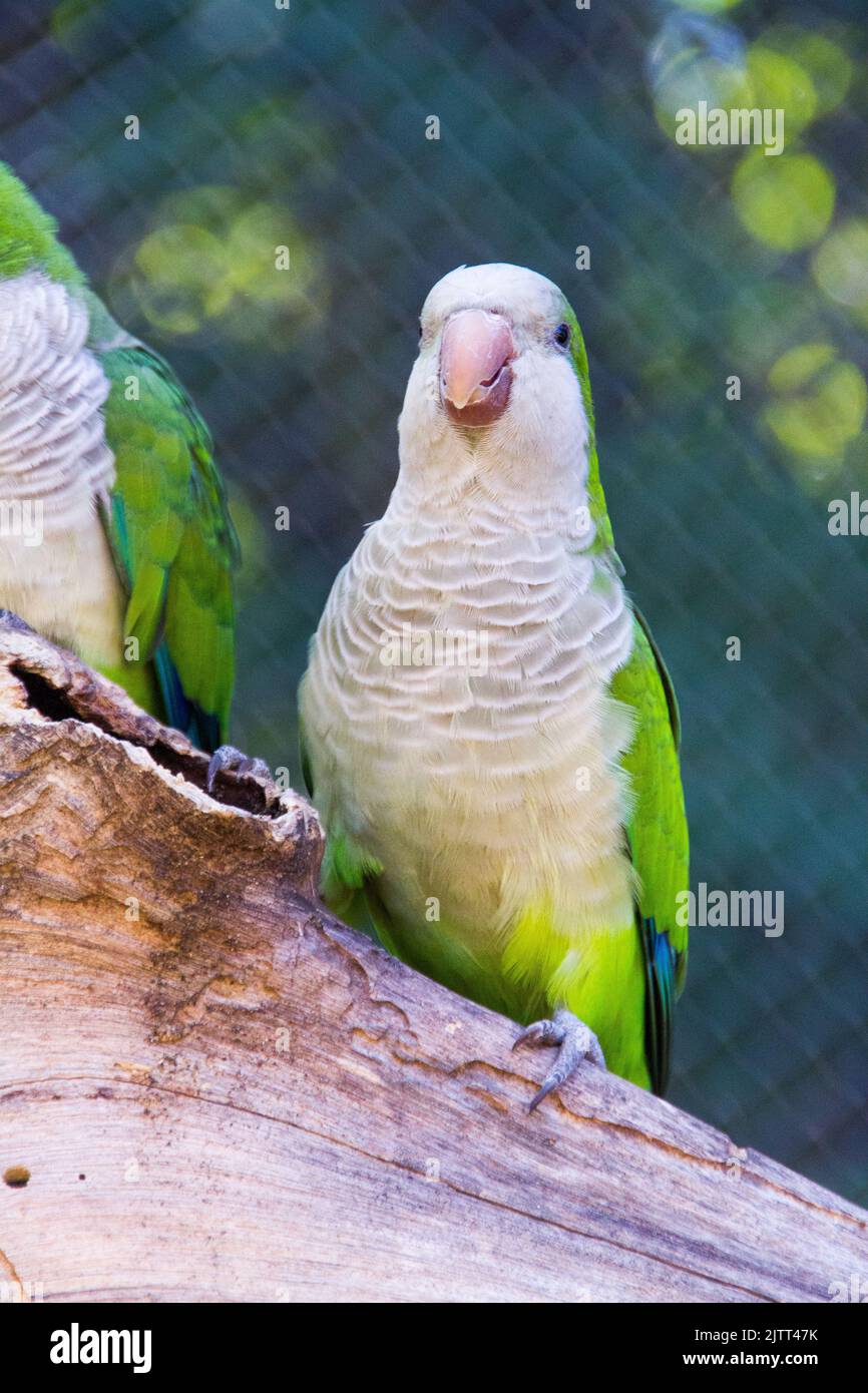 Budgie in una filiale all'aperto a Rio de Janeiro. Foto Stock
