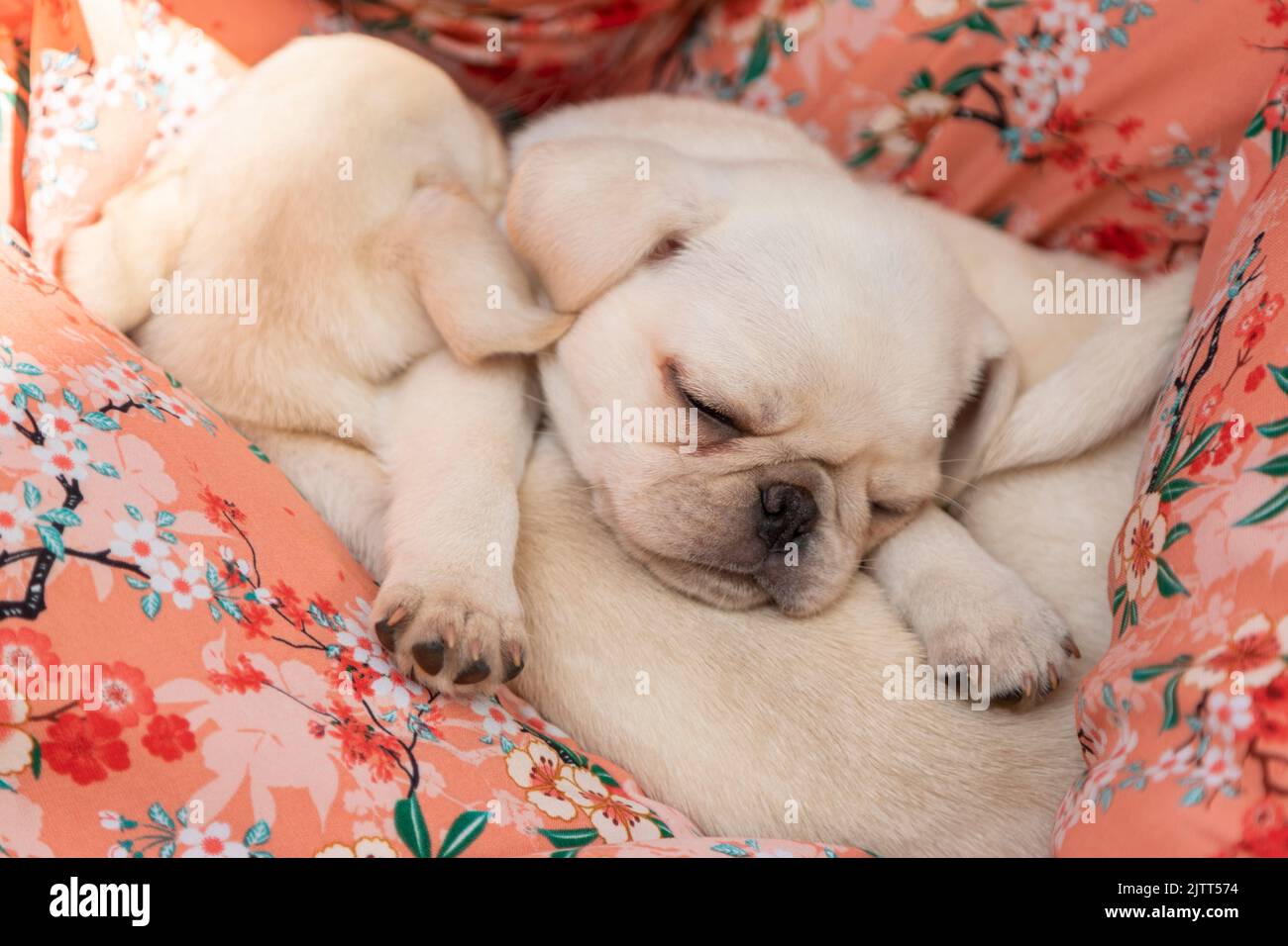 Cuccioli di pug carini che dormono tutti insieme. Foto Stock