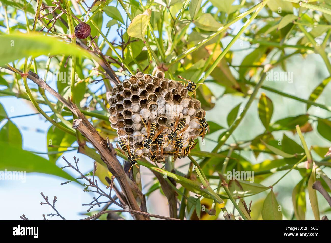 WASP nido in mezzo alla vegetazione, con molte vespe che si muovono sulla superficie Foto Stock